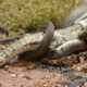 15 Moments Snakes Mercilessly Paralyze Every Animal In The Wild Part 2 | Animal Fights