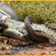 15 Moments Snakes Mercilessly Paralyze Every Animal in Sight | Animal Fight