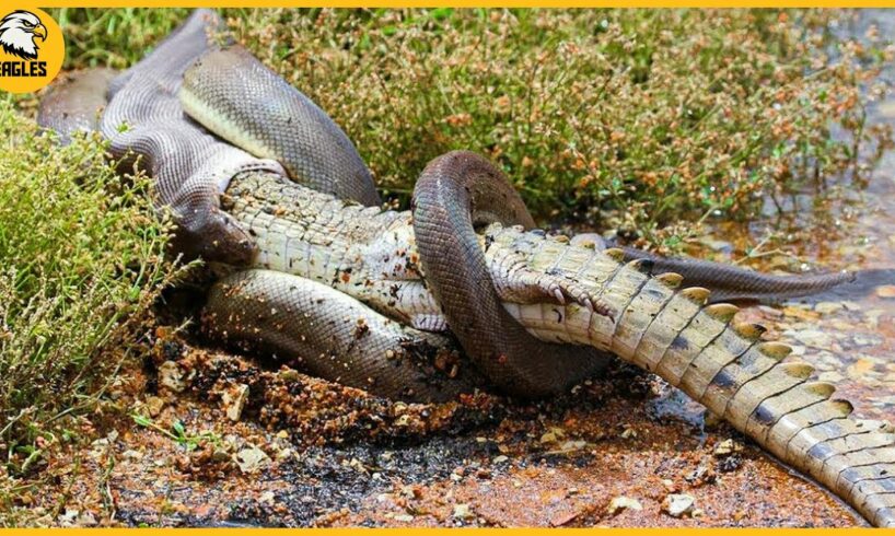 15 Moments Snakes Mercilessly Paralyze Every Animal in Sight | Animal Fight