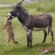 15 Moments When Animals Messed With the Wrong Donkey – What Happens Next? Part 2 | Animal Fights