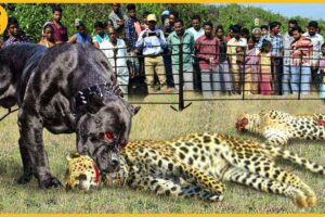 15 Moments When Hungry Leopards Broke Into People's Houses to Hunt Dogs | Animal Fight