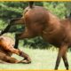 15 Moments When Predators Confront Wild Horses And This Is The Price To Pay | Animal Fight