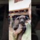 Woman Rescues Puppy From Under A Shipping Container | The Dodo