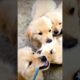 The Cutest Puppies in the World!