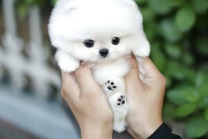 20 Dog Breeds That Have The CUTEST Puppies