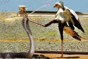 25 Moments of Revenge When the Secretary Bird Kicked the King Cobra in Head Part 2 | Animal Fights