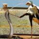 25 Moments of Revenge When the Secretary Bird Kicked the King Cobra in Head Part 2 | Animal Fights