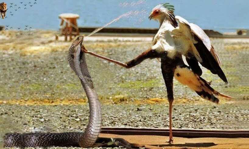 25 Moments of Revenge When the Secretary Bird Kicked the King Cobra in Head Part 2 | Animal Fights