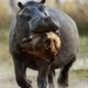 25 Painful Moments! Injured Lion Fights Hippos Fails Before The Ferocious Prey Part1 | Animal Fights