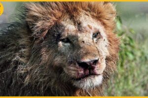 30 Painful Moments! Injured Lion Fights Wild Buffalo, Wildebeests, and Horned Prey | Animal Fight