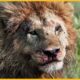 30 Painful Moments! Injured Lion Fights Wild Buffalo, Wildebeests, and Horned Prey | Animal Fight