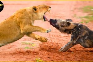 30 Tragic Moments Wild Dog Vs Lion Fight To The Last Breath | Greatest Animal Fight