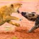 30 Tragic Moments Wild Dog Vs Lion Fight To The Last Breath | Greatest Animal Fight