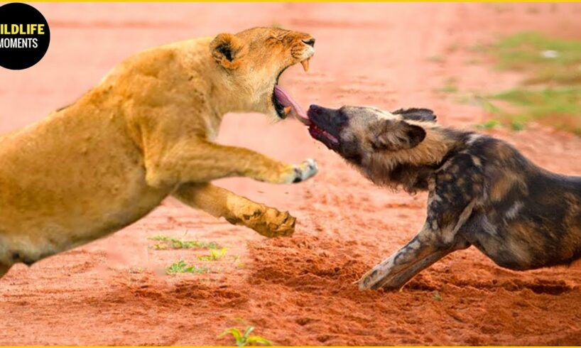 30 Tragic Moments Wild Dog Vs Lion Fight To The Last Breath | Greatest Animal Fight