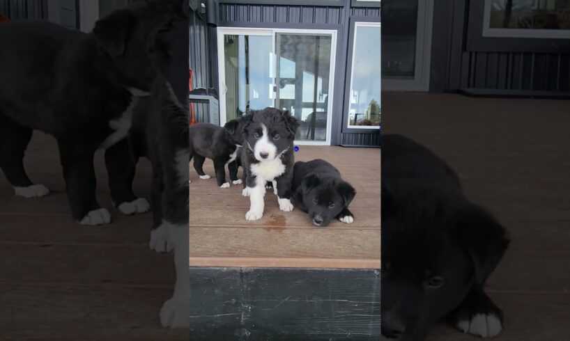 4 Cute Puppies Playing on Deck