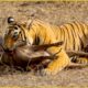 45 Horror Moments Tiger Hunting Gives You Chills - Wildlife Moments