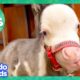 60 Minutes Of The Most Amazing Horse Stories | 1 Hour Of Animal Video | Dodo Kids