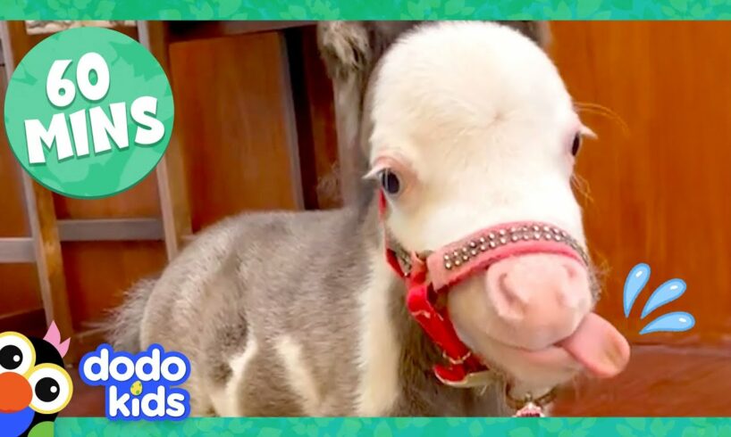 60 Minutes Of The Most Amazing Horse Stories | 1 Hour Of Animal Video | Dodo Kids