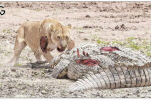 60 Moments Crocodiles Hunting Against All Opponents Caught On Camera | Animal Fight