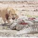 60 Moments Crocodiles Hunting Against All Opponents Caught On Camera | Animal Fight