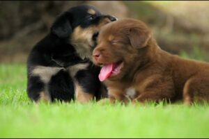 7 Minutes of the World's CUTEST Puppies! 🐶💕 🤣 Cute dog puppies playing #1