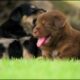 7 Minutes of the World's CUTEST Puppies! 🐶💕 🤣 Cute dog puppies playing #1