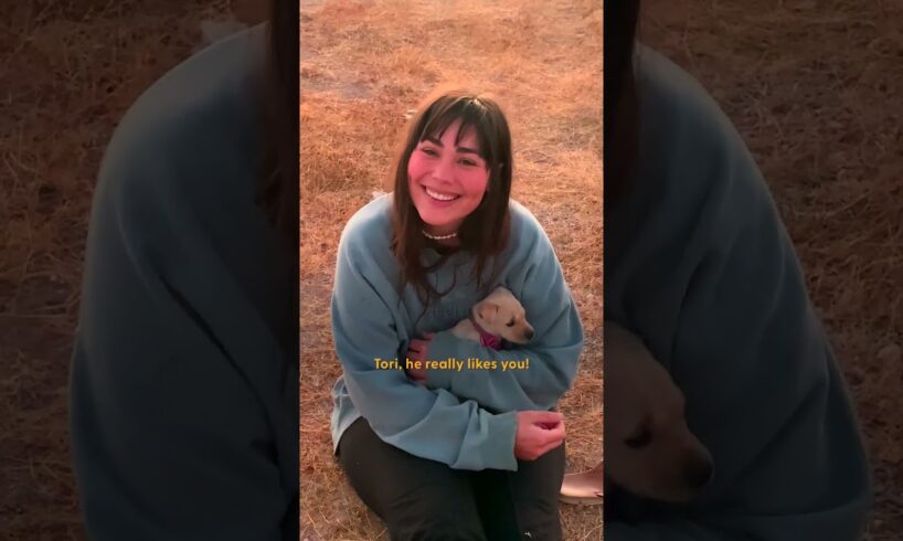 A Couple Camping In The Desert Hears Cries In A Bush...And Finds A Puppy | The Dodo