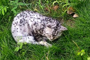 A Dying Cat Covered In Flies, Makes A Faint Cry For Help As Someone Passed By