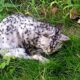 A Dying Cat Covered In Flies, Makes A Faint Cry For Help As Someone Passed By