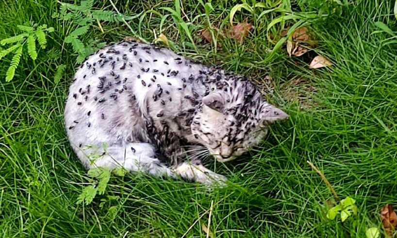 A Dying Cat Covered In Flies, Makes A Faint Cry For Help As Someone Passed By