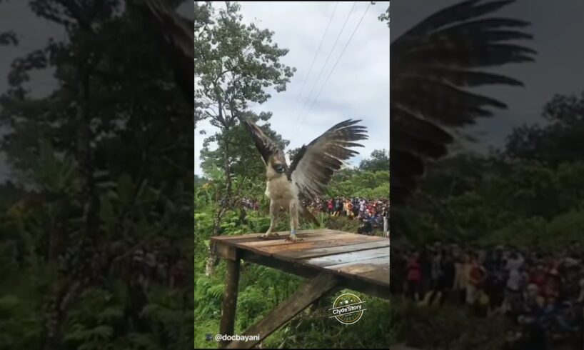 A Rescued Philippine Eagle Flies Free ❤️ 💕