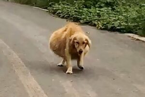 A big-bellied dog walked shakily, thought it was pregnant, actually it's the reason why be abandoned