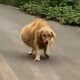 A big-bellied dog walked shakily, thought it was pregnant, actually it's the reason why be abandoned