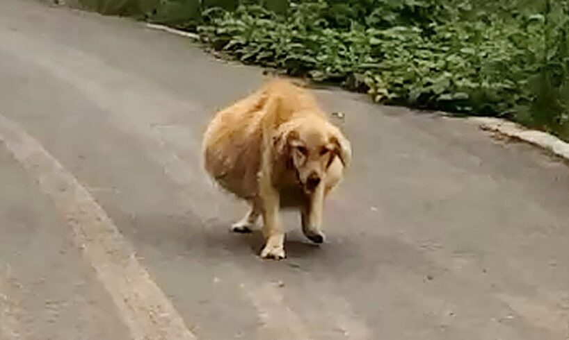 A big-bellied dog walked shakily, thought it was pregnant, actually it's the reason why be abandoned