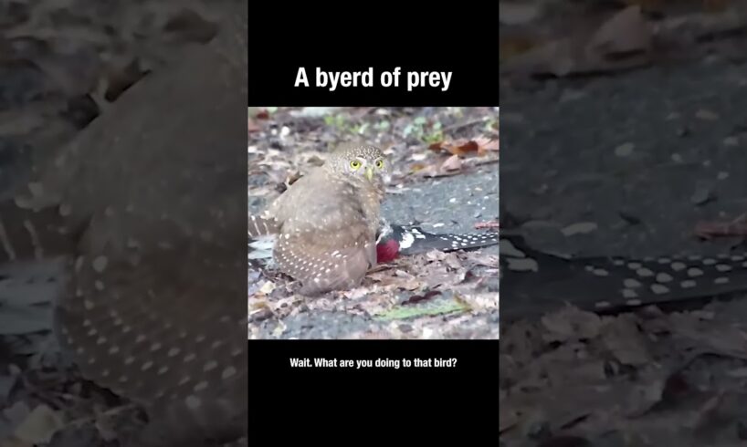 A byerd of prey #owls #truefacts #birdsofprey #predator #shorts