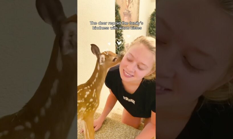 A family rescued a baby deer trapped in their pool #shorts