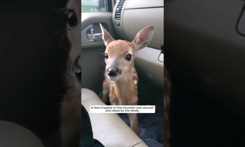 A fawn trapped on the mountain was rescued and raised by this family. #animalshorts