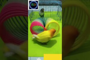 A playing bird #viral #shorts #creativedesign #birds