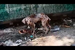 A scrawny stray dog, Found by rescuers, Amazing Transformation