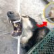 A stray dog with a bone stuck in its mouth is saved by rescuers