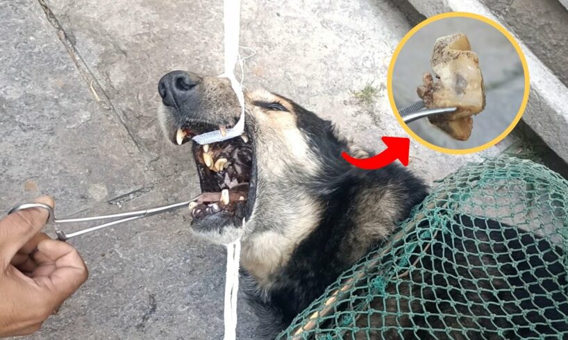 A stray dog with a bone stuck in its mouth is saved by rescuers