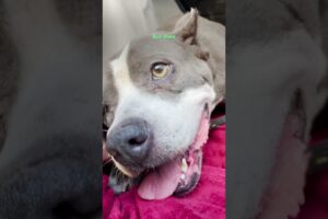 Abandoned Pittie Goes Glamping With Her New Family | The Dodo