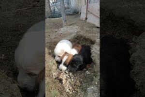 Abandoned Puppies Rescue #shorts #newbornpuppy #babypuppy #rescue  #abandoned #shelter #viral #puppy