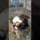 Abandoned Puppies Rescue #shorts #newbornpuppy #babypuppy #rescue  #abandoned #shelter #viral #puppy