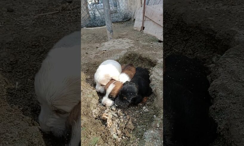 Abandoned Puppies Rescue #shorts #newbornpuppy #babypuppy #rescue  #abandoned #shelter #viral #puppy