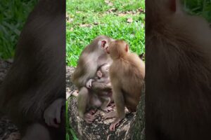 Adorable monkey playing Adorable ❤️😂🥰 TD3 #shorts #monkeys #viral #animals #shortsvideo #monkey