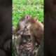 Adorable monkey playing Adorable ❤️😂🥰 TD3 #shorts #monkeys #viral #animals #shortsvideo #monkey