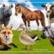 Amazing Familiar Animals Playing Sounds: Goose, Hippo, Fox, Cow, Rhino, Horse - Cute Little Animals