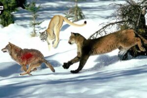 Amazing! Puma Fights To Destroy Wolves Without Mercy | Animal Fight