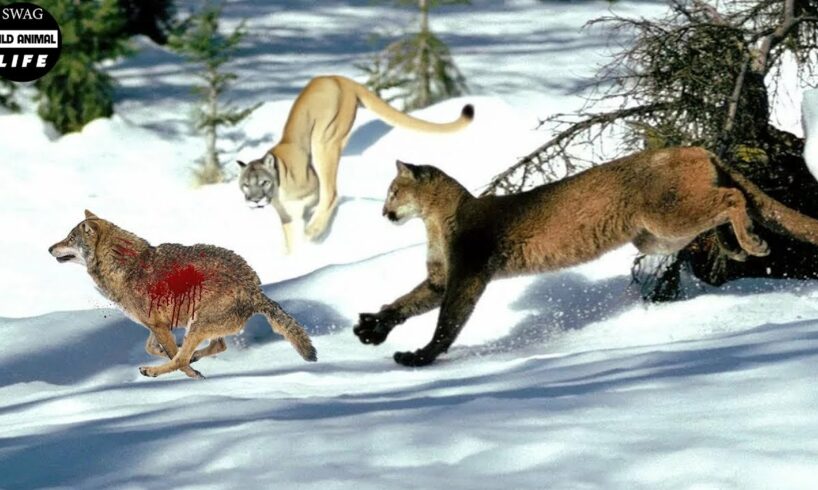 Amazing! Puma Fights To Destroy Wolves Without Mercy | Animal Fight